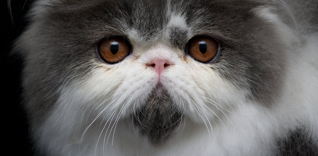 Virusinfektionen bei Katzen: Feline Infektiöse Peritonitis (FIP)