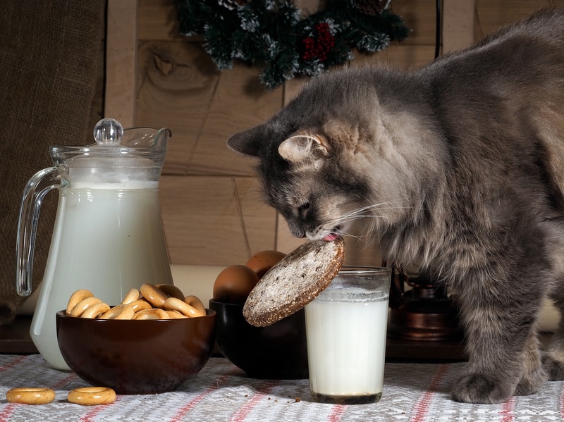 Warum Katzen keine Milch trinken sollten